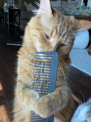 The Chicago Pet Comb